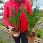 Cykas japonský (Cycas revoluta) - výška 30-40 cm, kont. C1.5L